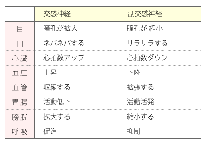 交感神経と副交感神経の働き