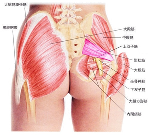 臀部筋肉図